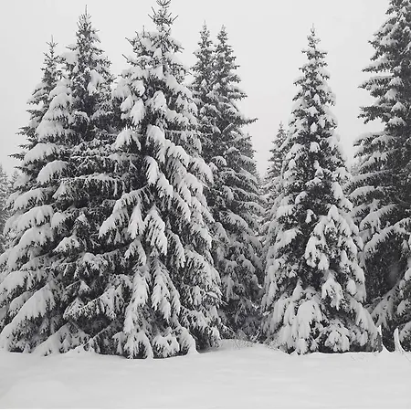 Markov * Jahorina